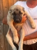 Kangal stenci