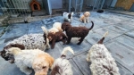 Lagotto Romagnolo štenci