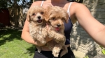 Maltipoo kucici