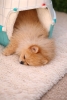 Pomeranac zenkica