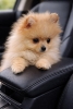 Pomeranac zenkica