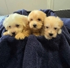 Prelepi Maltipoo štenci