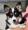 Velski korgi/Welsh Corgi Pembroke