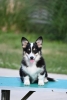Velski korgi/Welsh Corgi Pembroke