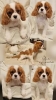 Vrhunski Cavalier King Charls Spaniel oba pola