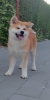 Akita Inu prelepi štenci