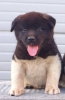 Američka Akita, štenci