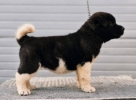 Američka Akita, štenci