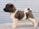 Američka Akita štenci