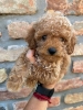 Aprikot Pudla prelepi štenci