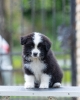 Border Collie Border Koli štenci