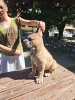 Cane Corso Kane Korso prelepi formentino štenci