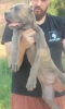 Cane Corso štenci