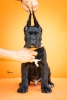 Cane Corso VRHUNSKI štenci