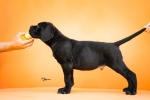 Cane Corso VRHUNSKI štenci