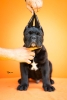Cane Corso VRHUNSKI štenci