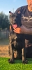 Cane Corso žensko štene