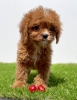 Cavapoo-Kavapu (cavalier king charles spaniel + pudla)
