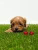 Cavapoo-Kavapu (cavalier king charles spaniel + pudla)
