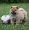 Chow Chow Cau Cau Čau Čau