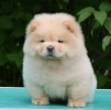Chow Chow Čau Čau štenci