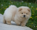 Chow Chow Čau Čau štenci