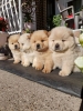 Chow chow - cau cau