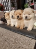 Chow chow - cau cau