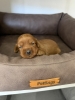 Cockapoo