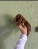 Cockapoo