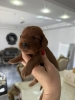 Cockapoo