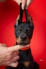Doberman, stenad na prodaju