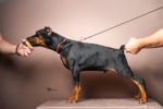 Doberman stenci