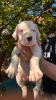 Dogo Argentino štenci