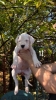 Dogo Argentino štenci