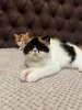 Egzotični kratkodlaki mačići (Exotic Shorthair)