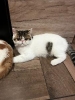 Egzotični kratkodlaki mačići (Exotic Shorthair)