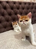 Egzotični kratkodlaki mačići (Exotic Shorthair)