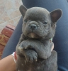 Francuski buldog štenci egzoticnih boja
