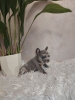 FRANCUSKI BULDOG – Štenci traže novi dom
