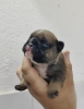 Francuski buldog stenci