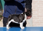 Francuski buldog štenci