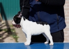 Francuski buldog štenci