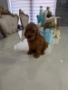Goldendoodle prelepi štenci