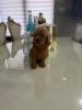 GOLDENDOODLE stenci