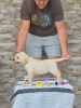 Labrador retriver štenci, prelepi