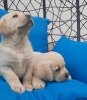 Labrador štenci
