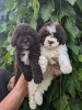 Lagotto Romagnolo – rezervacija stenaca
