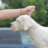 Leglo dogo argentino štenaca
