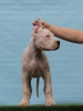Leglo dogo argentino štenaca